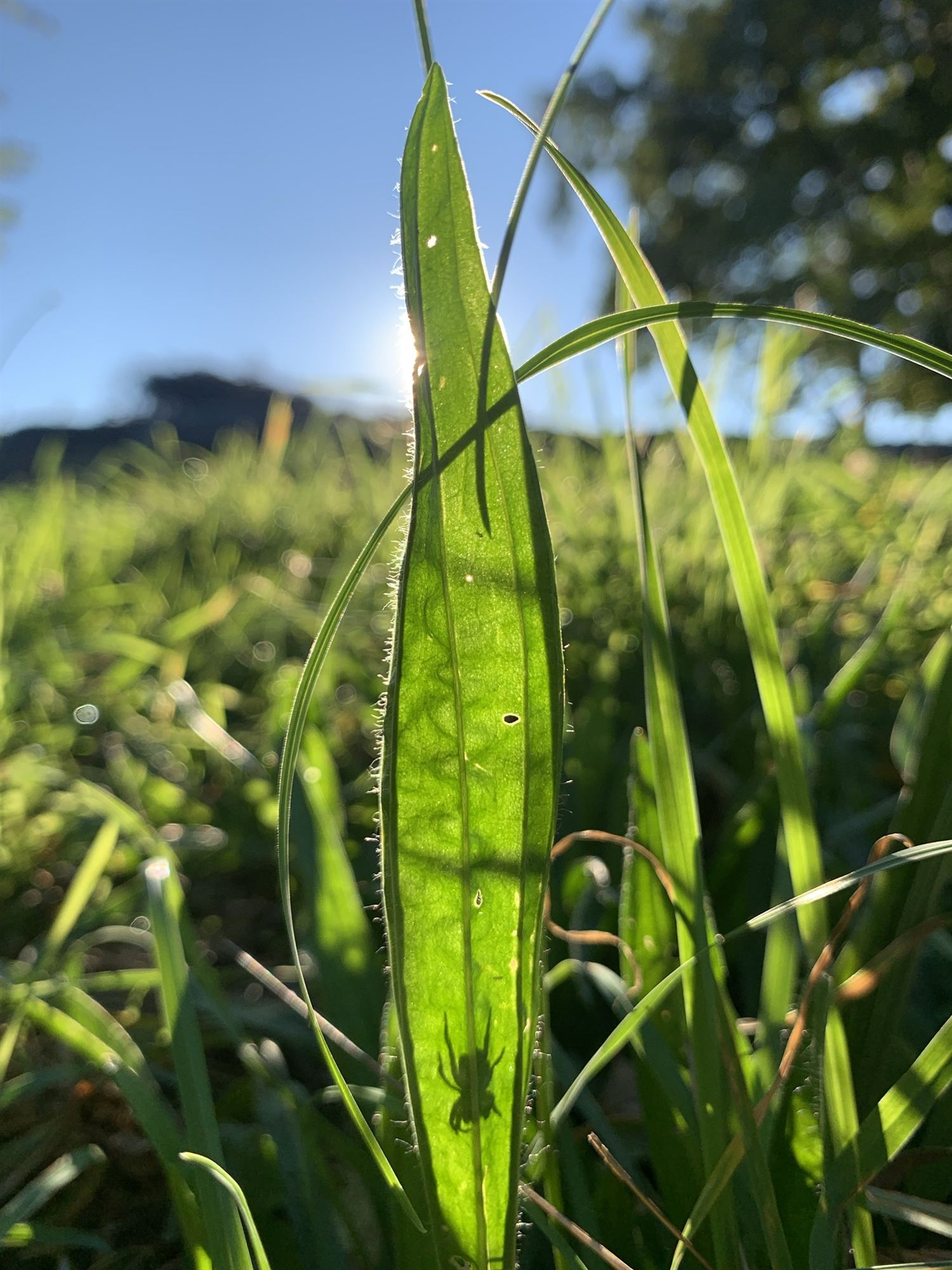 Grasblad in het tegenlicht