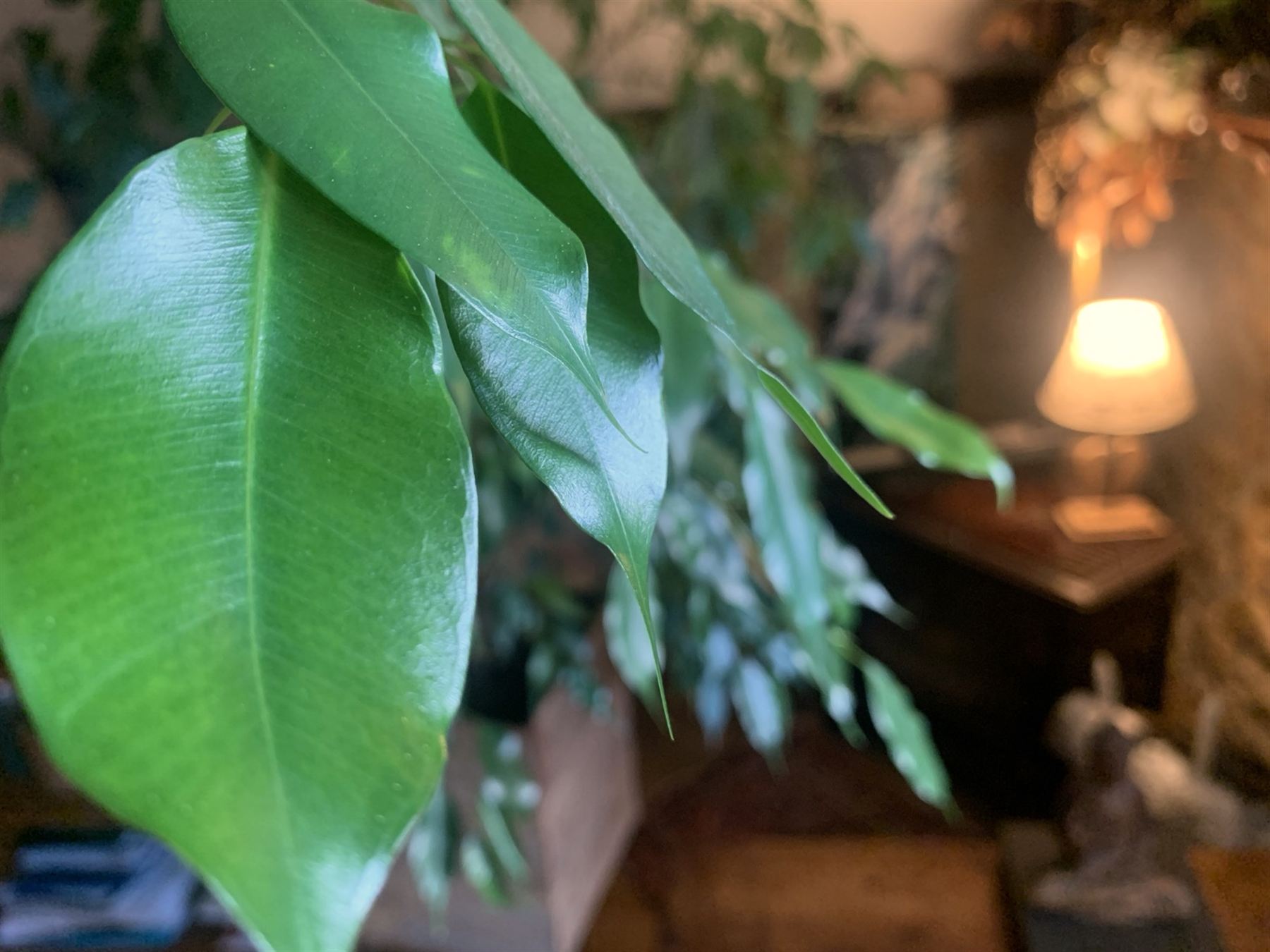 Bladeren van een kamerplant, met een warm brandende lamp op de achtergrond