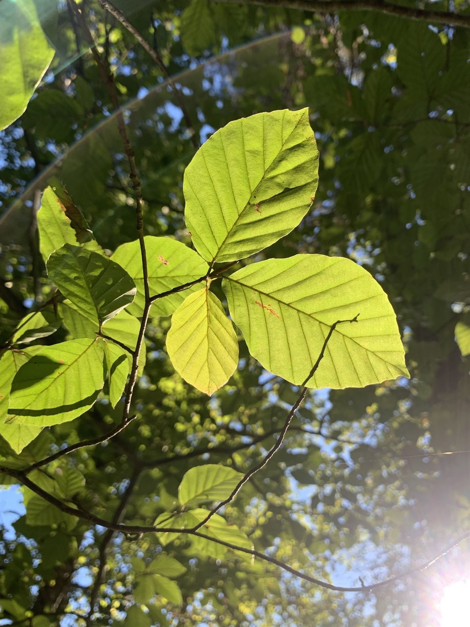 Beukenbladeren met het zonlicht erdoorheen