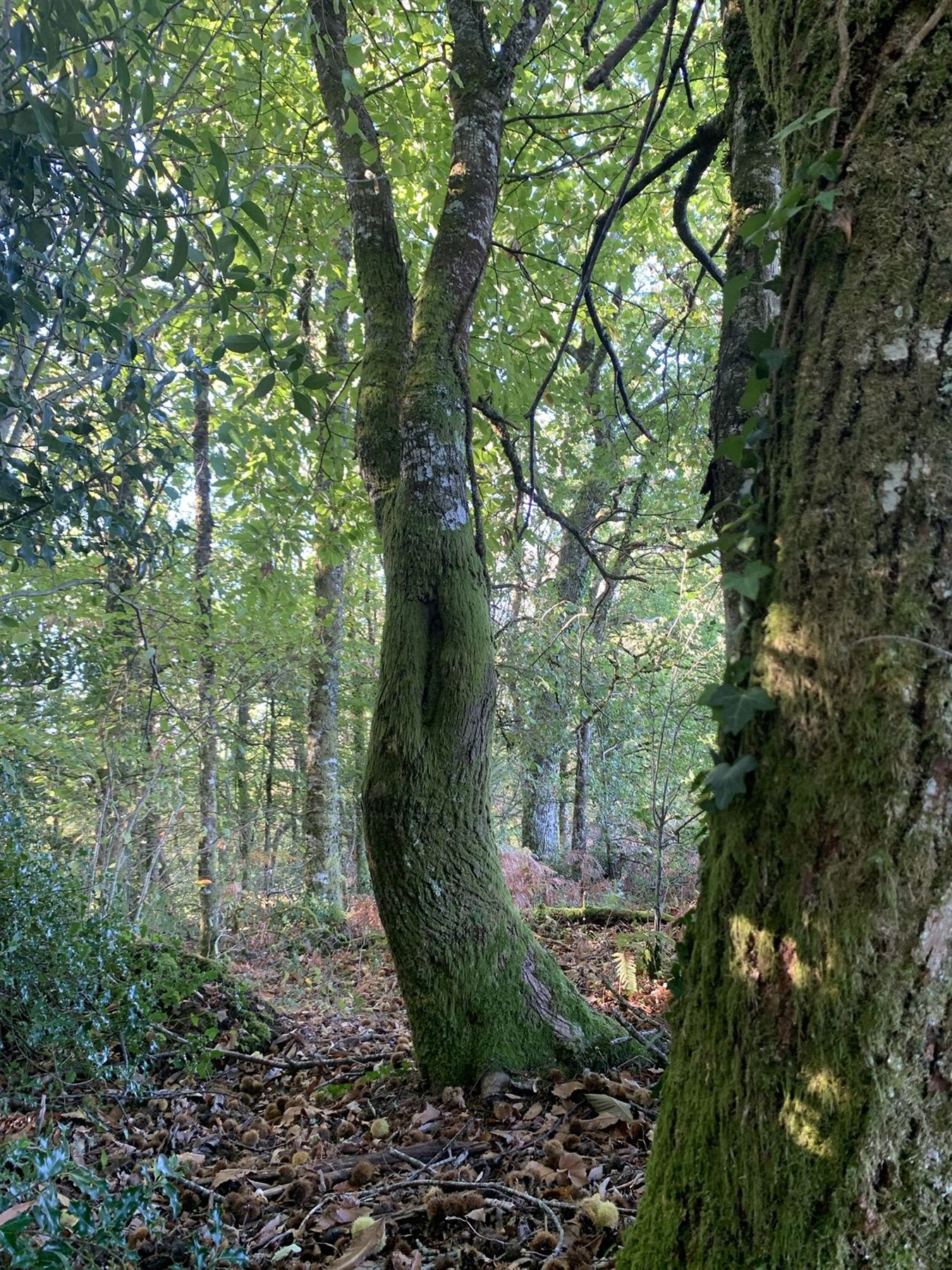 Kromme, bemoste boom in het bos