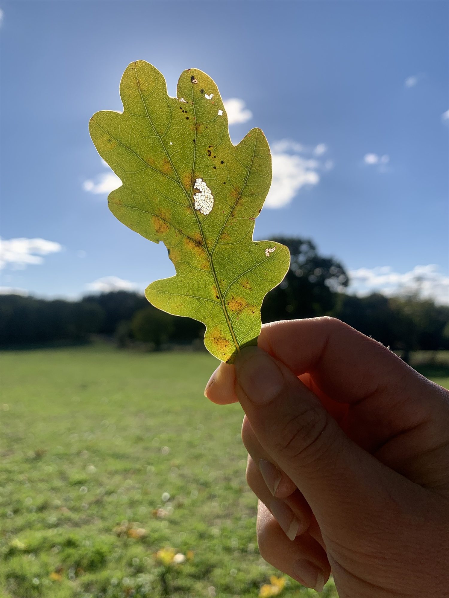 Eikenblad in een hand, met de zon erachter