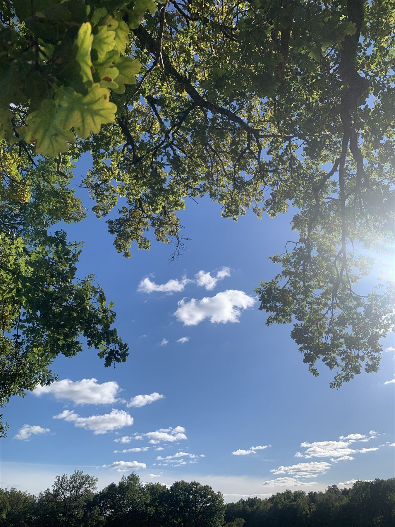 Boomkruin rond een open blauwe lucht