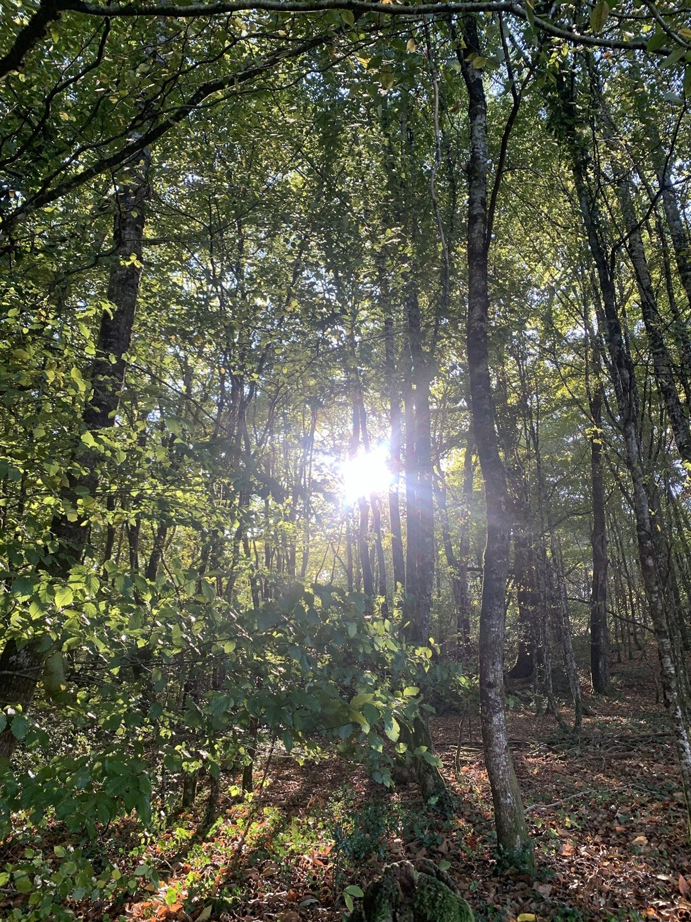 Laag avondlicht tussen de stammen in het bos
