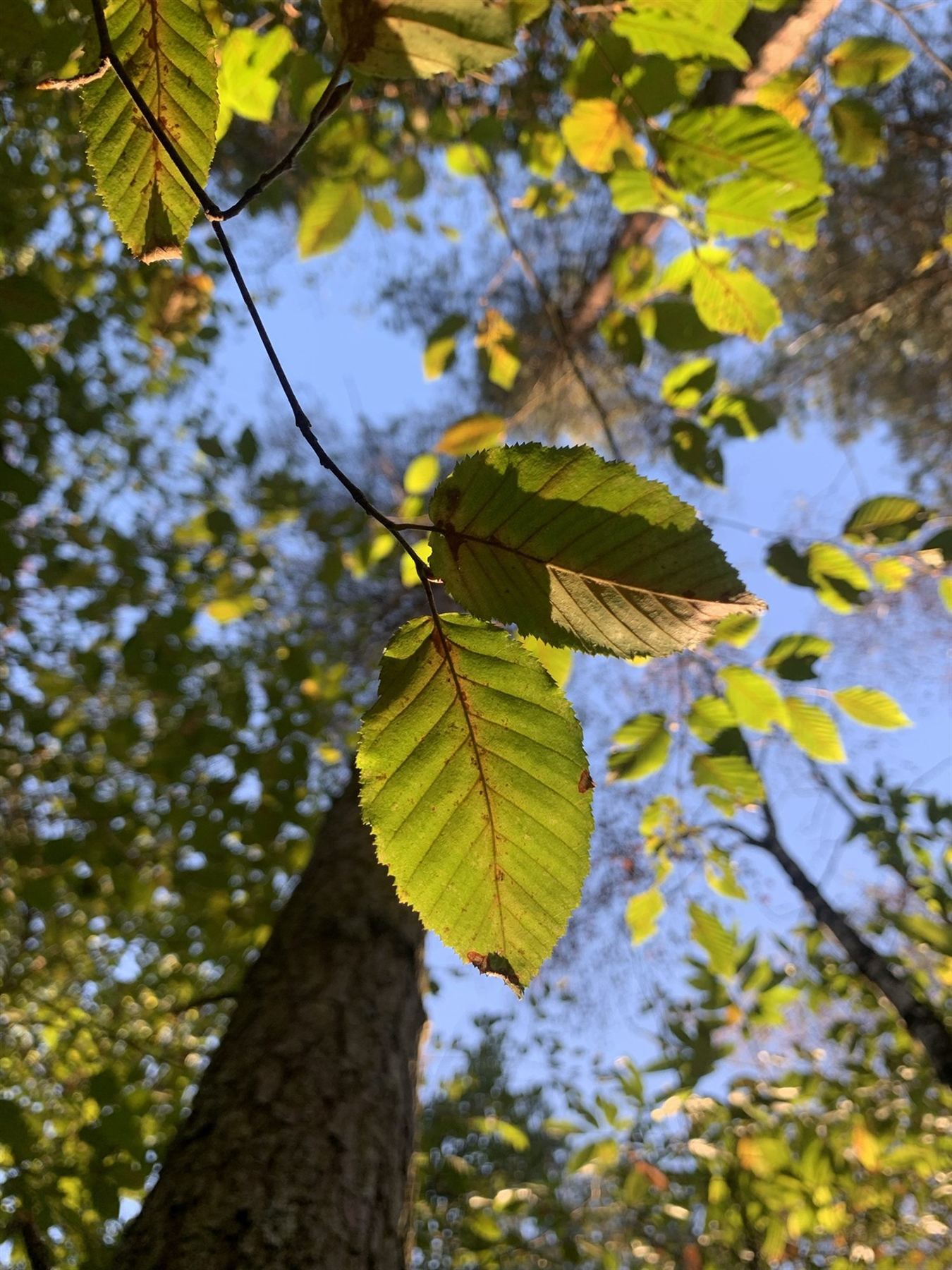 Blaadjes in tegenlicht langs een stam omhoog