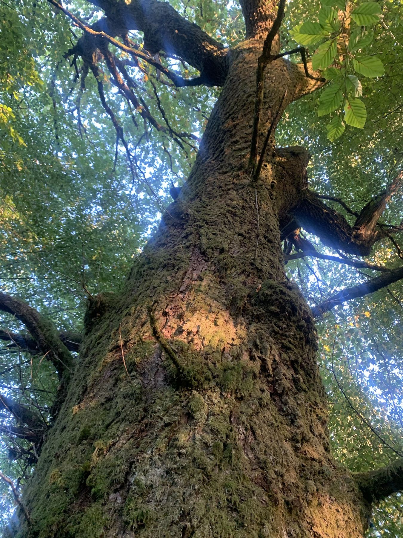 Bemoste stam, van onderaf gezien, in warm licht