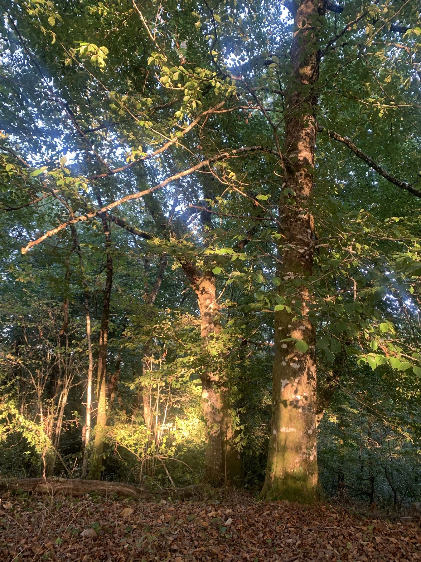 Laag zonlicht tussen de bomen