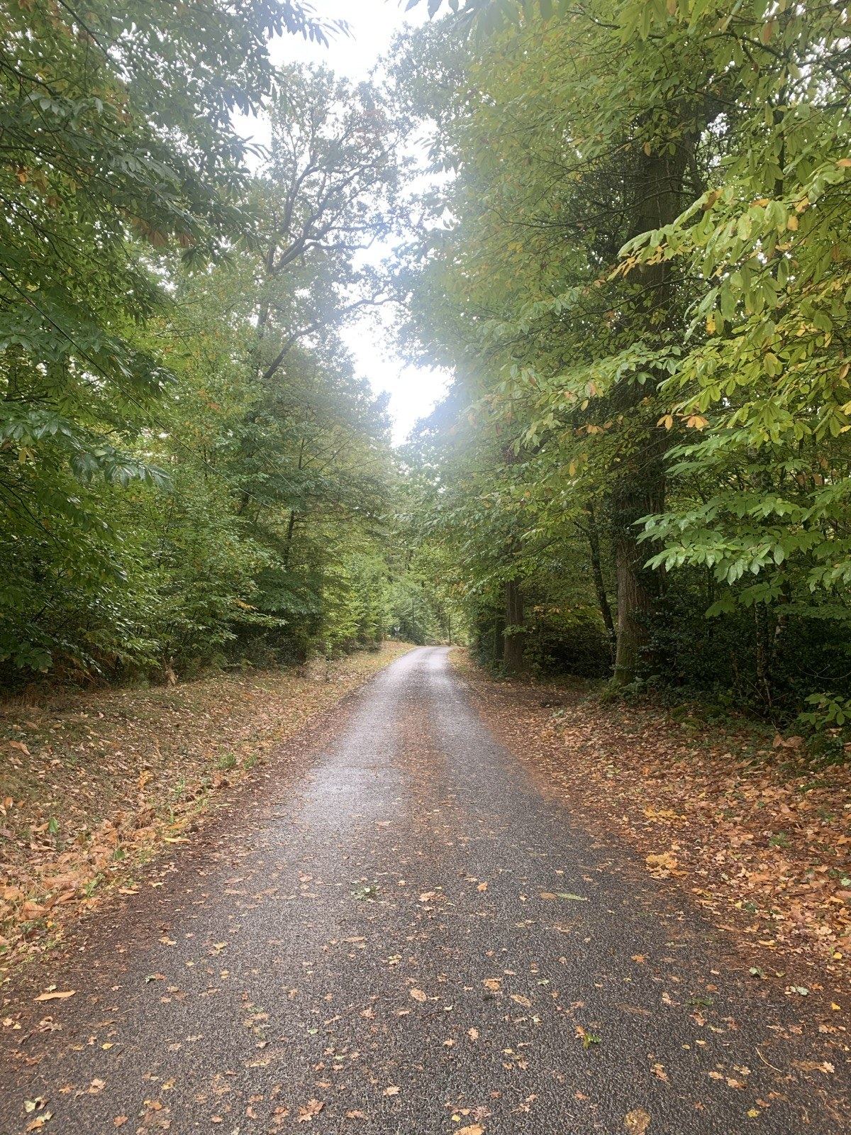 Pad met herfstbladeren dat het bos in loopt