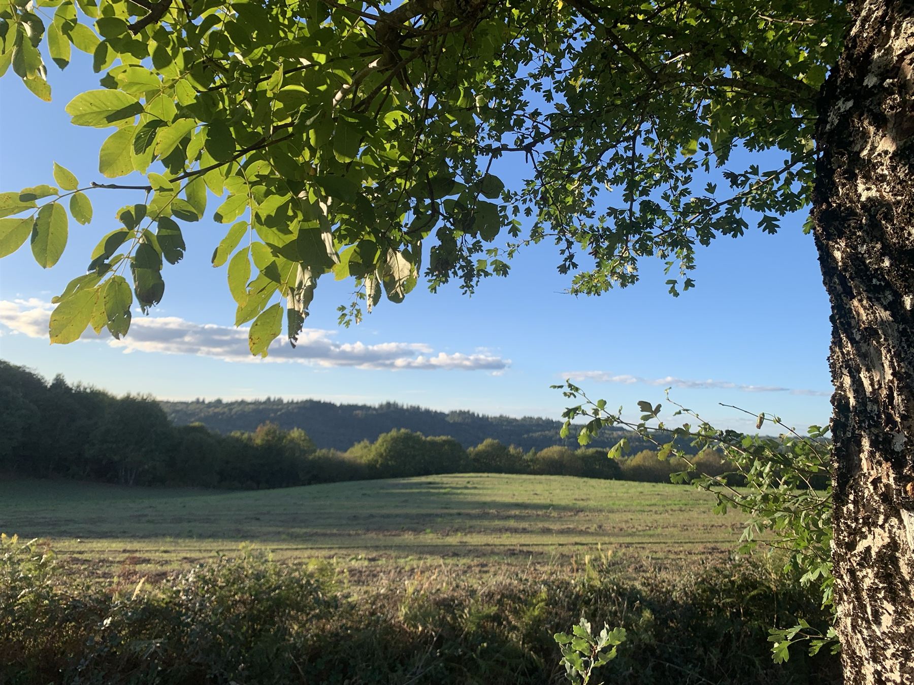 Doorkijk onder een boom naar de heuvels van de Corrèze